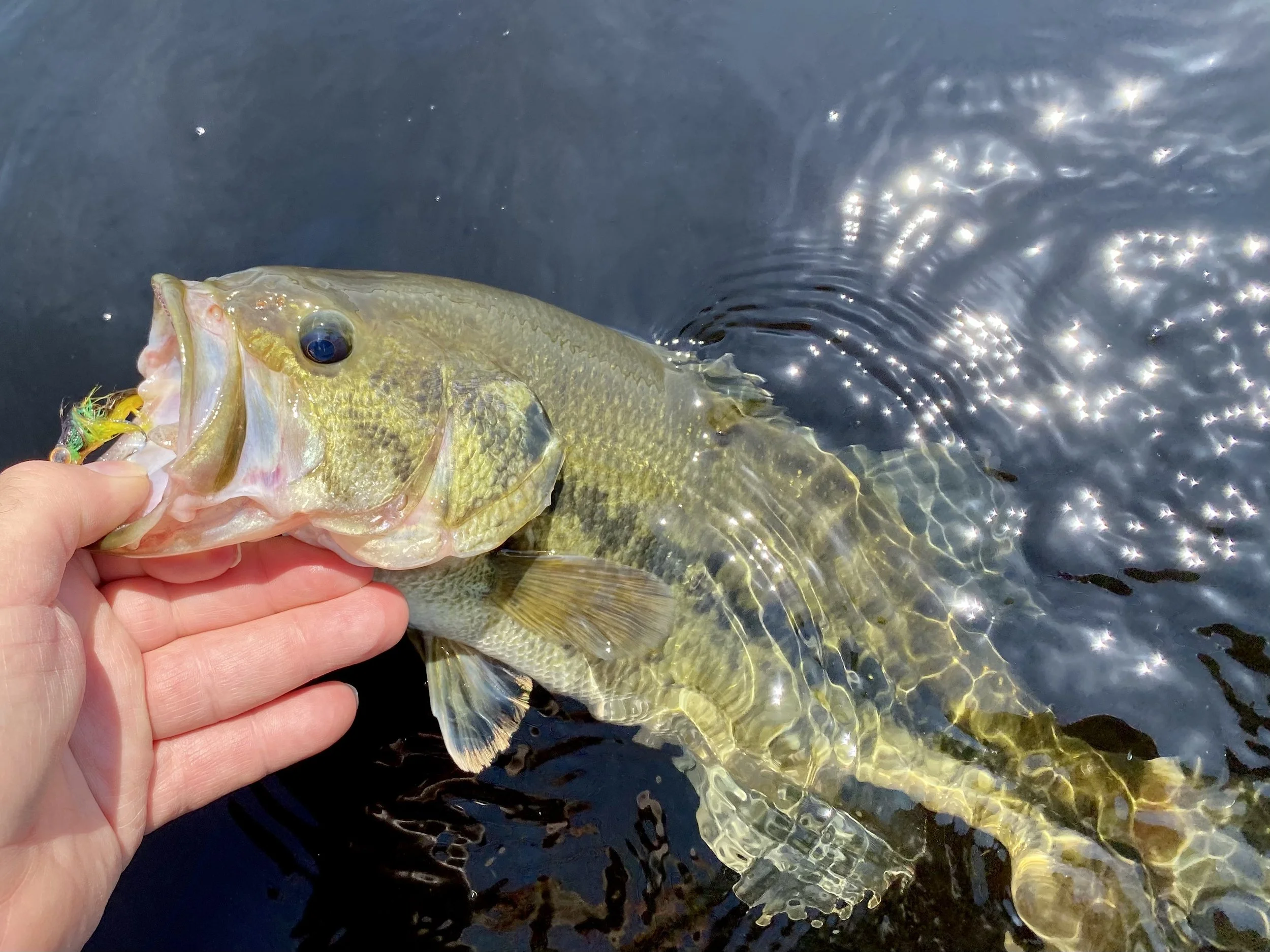 Presentation: Warm Water Fly Fishing - Bayshore Saltwater Flyrodders