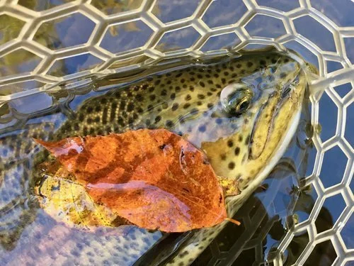 Presentation:  Fall Tactics For New Jersey Trout - Delaware Valley Fly Fishers