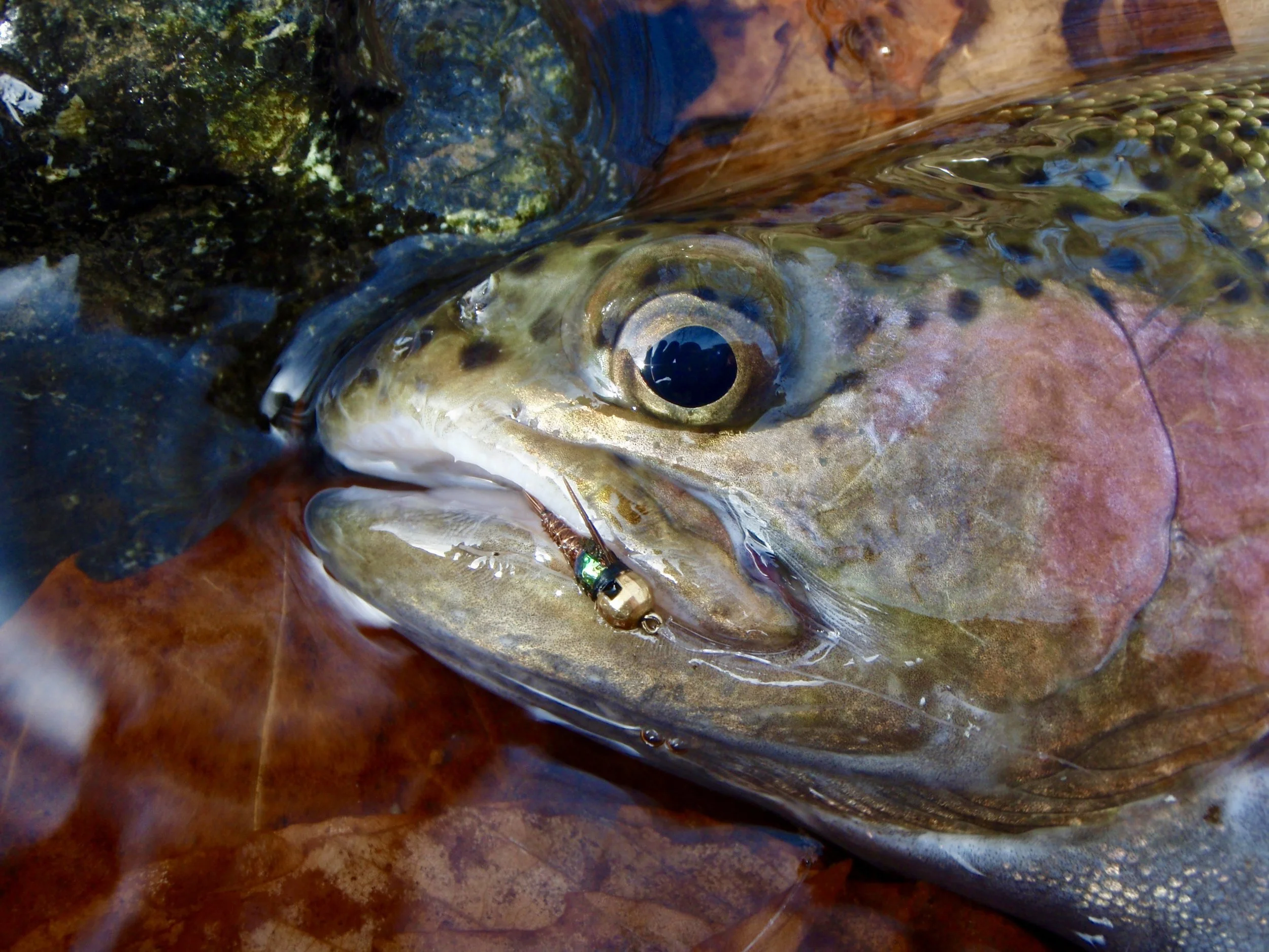 Presentation: Tight-line Nymphing Strategies - Orvis Princeton