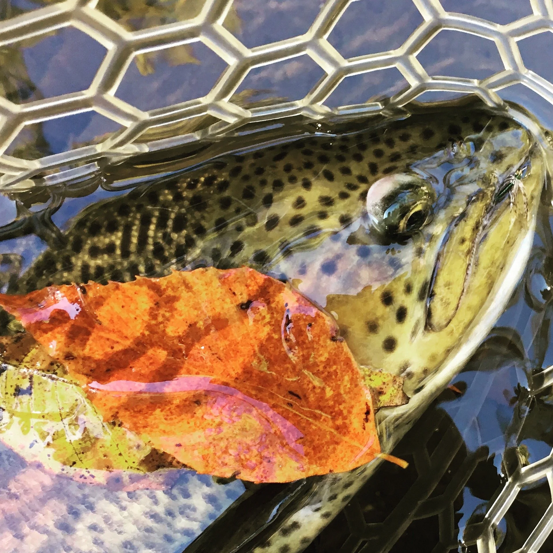 Presentation:  Fishing The Soft Hackle - Shannon’s Private Waters/Raritan Inn