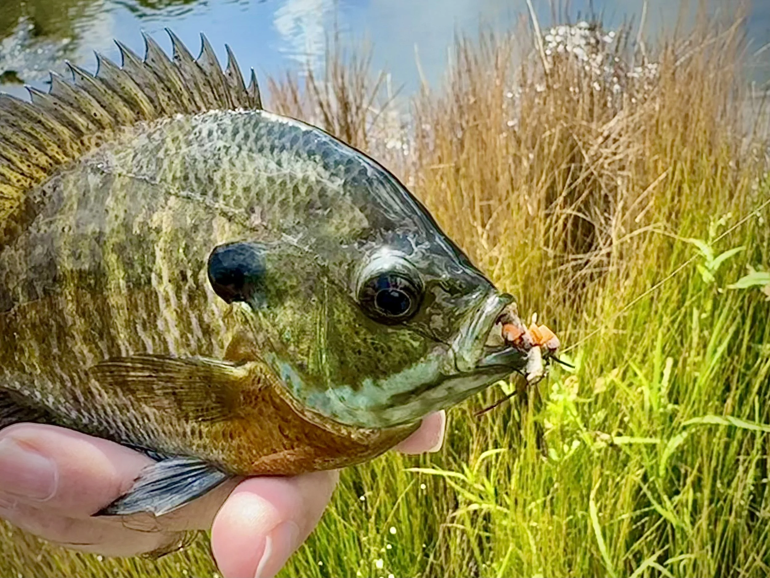 Hoppers and Panfish
