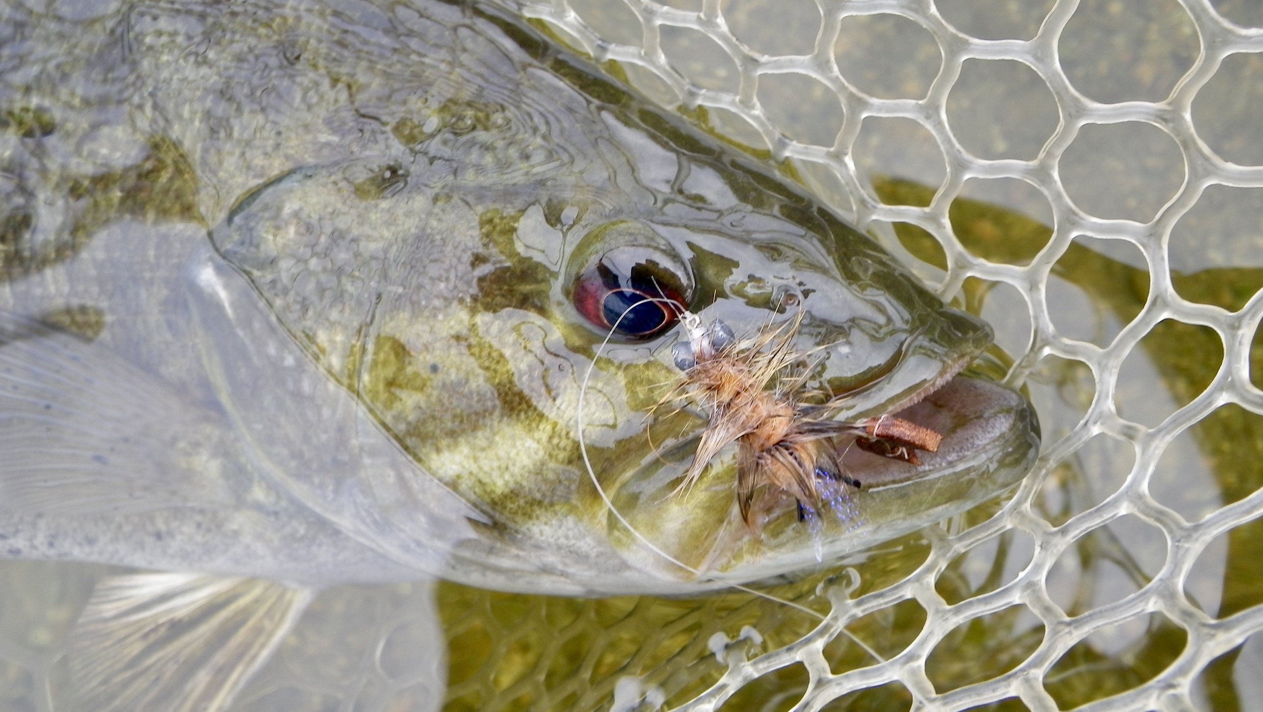 On The Water Class - Fly Fishing For Smallmouth Bass — Panfish On The Fly