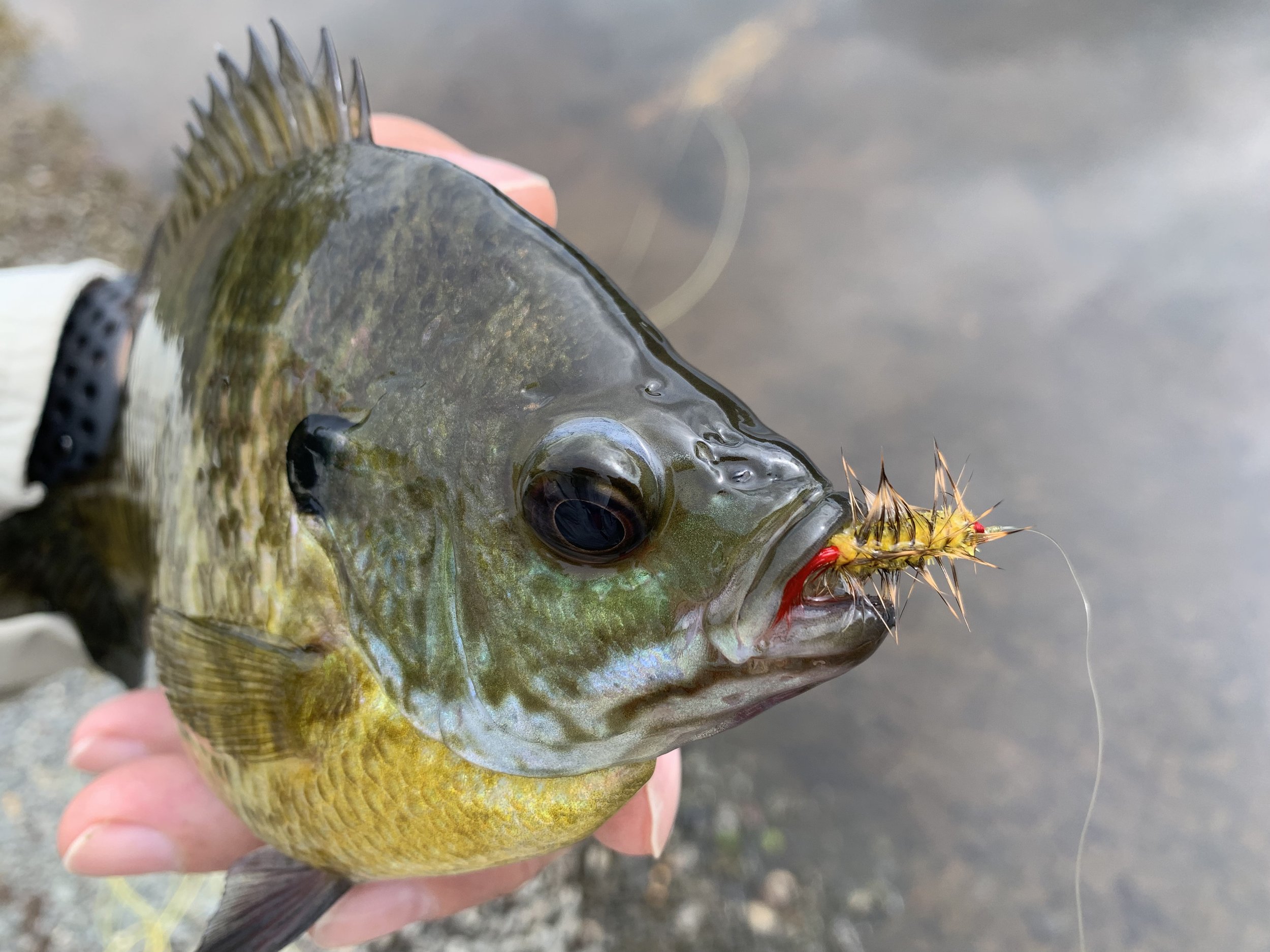 Five Reasons To Start Fly Fishing — Panfish On The Fly