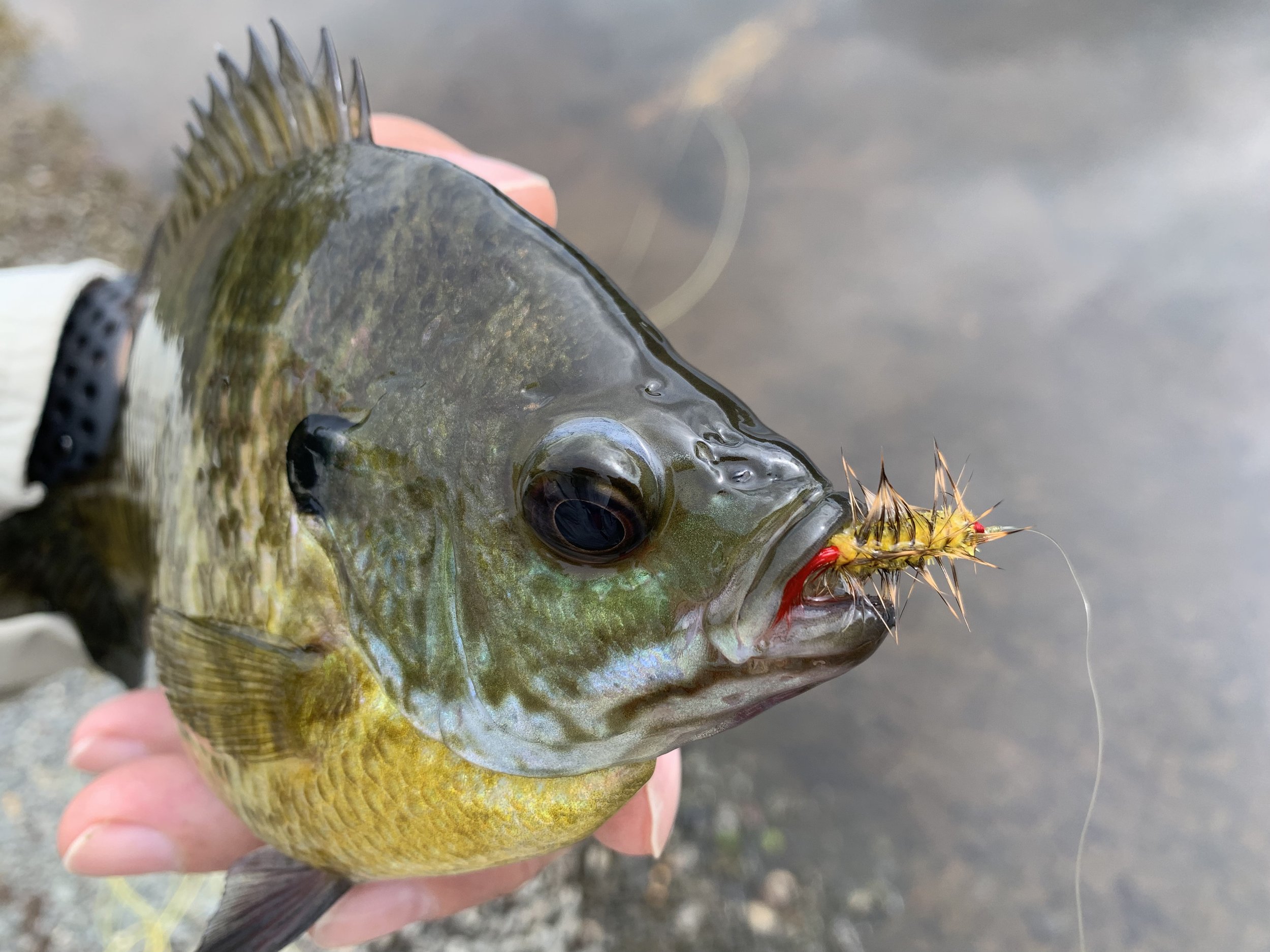 9 Things To Learn About Fly Fishing - Fly Fishing Fix