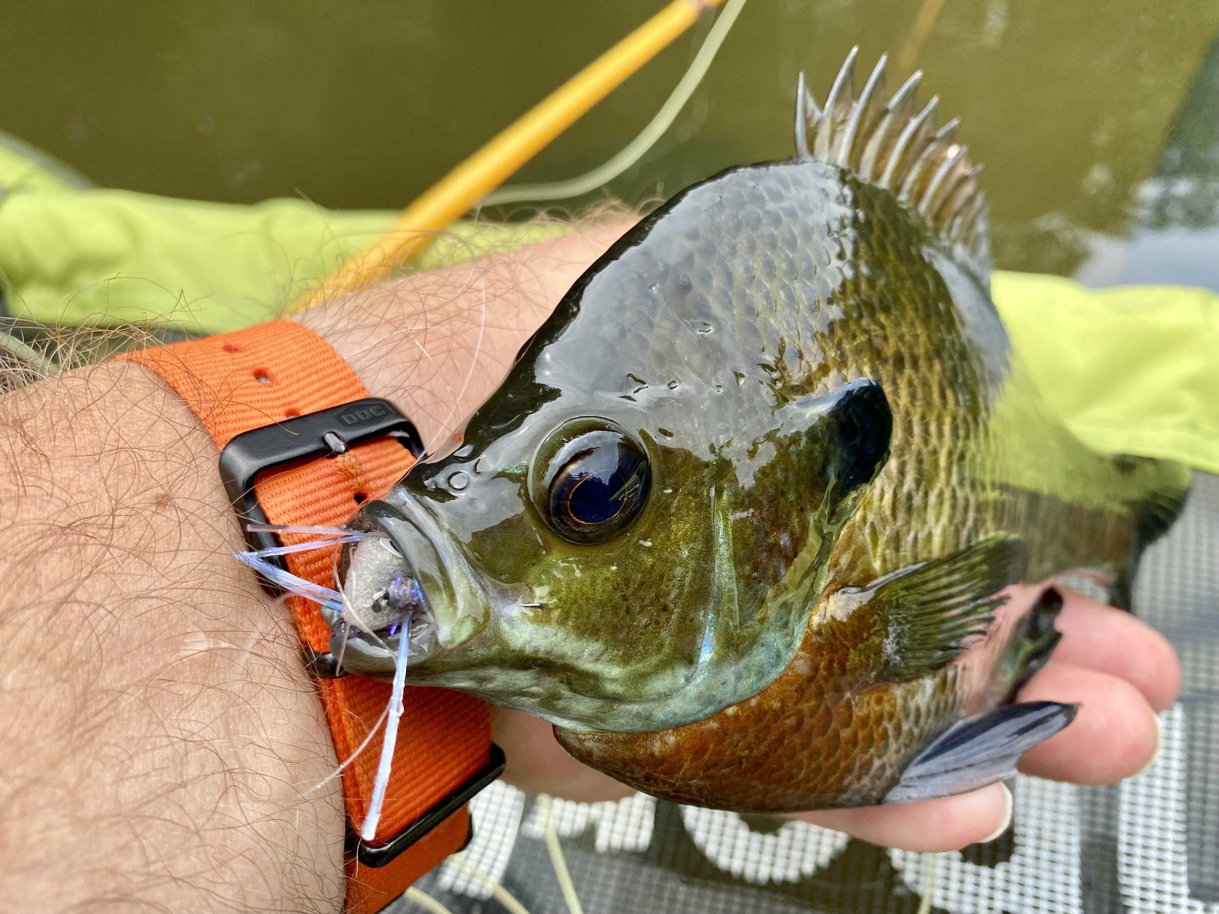 The Mop Gurgler — Panfish On The Fly