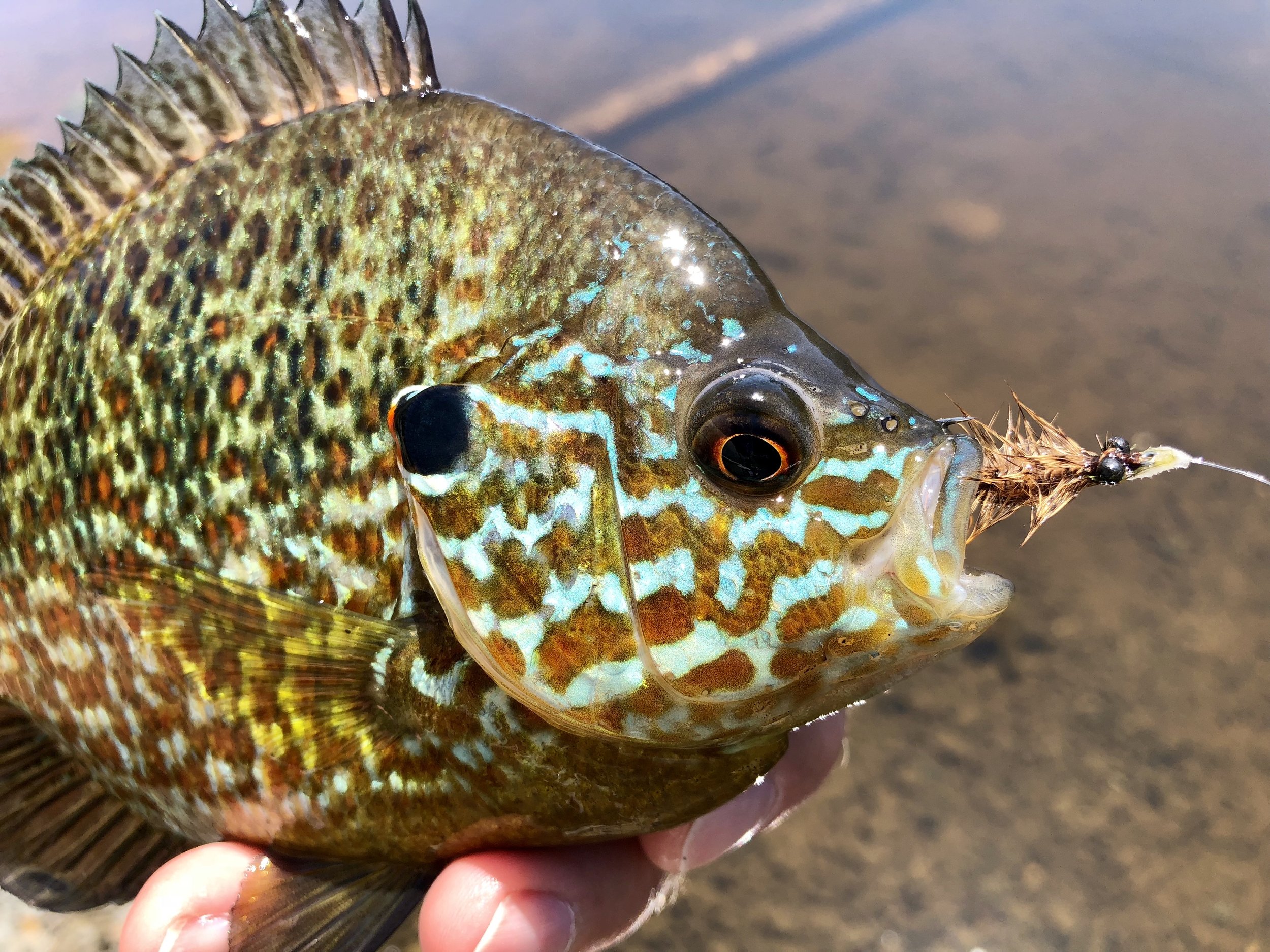 The Perfect Panfish Fly Box - A Minimalist Approach to Fly Fishing — Panfish  On The Fly