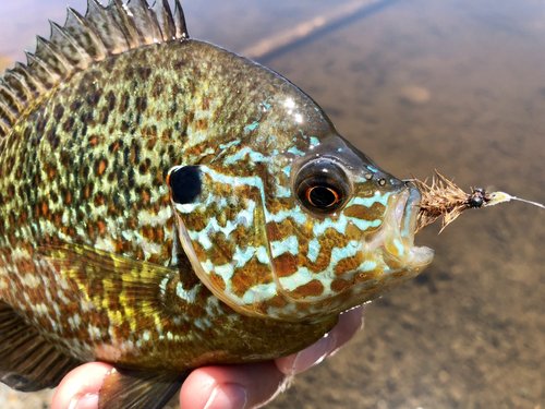 The Perfect Panfish Fly Box - A Minimalist Approach to Fly Fishing — Panfish  On The Fly