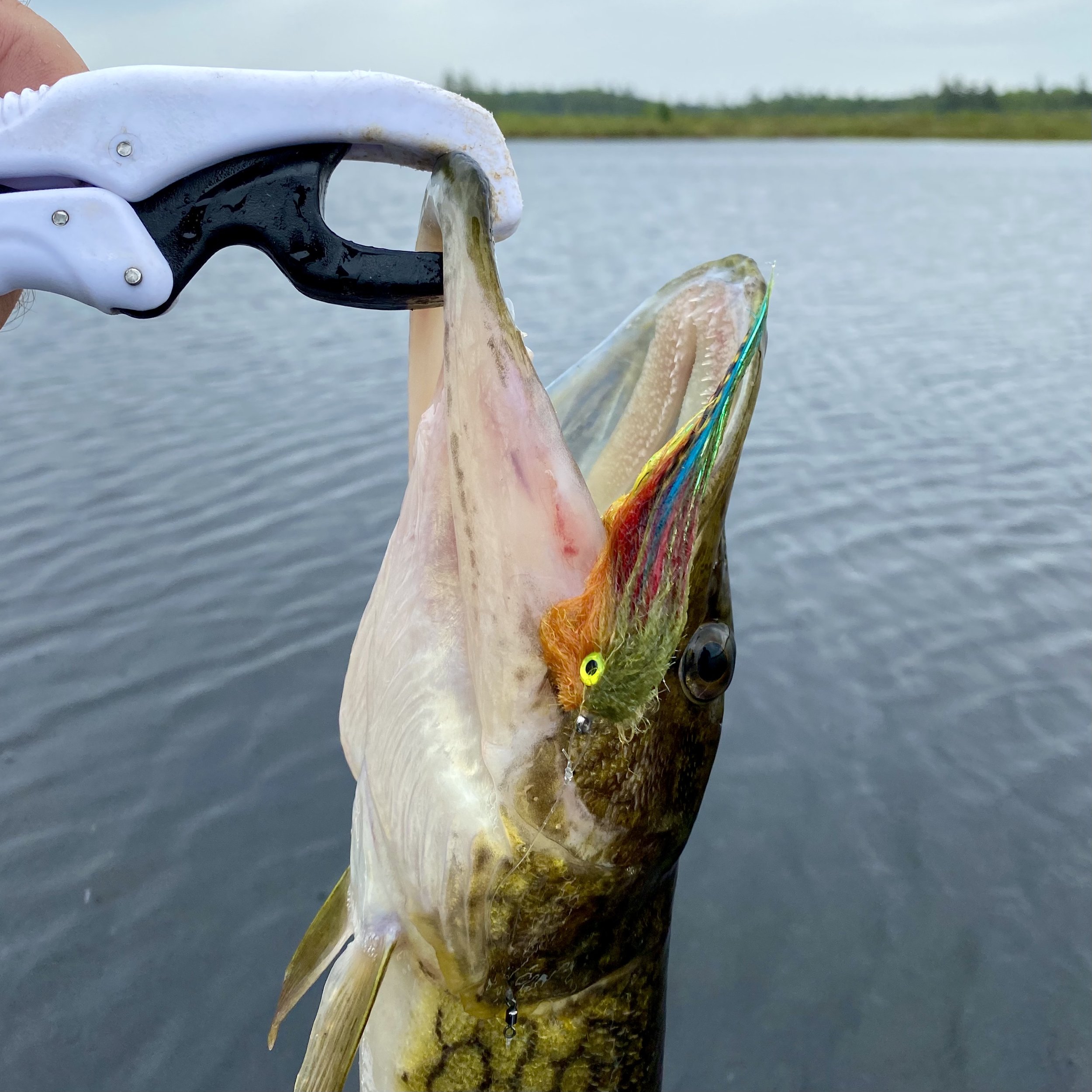 Fly Tying Friday - The Marabou Perch — Panfish On The Fly