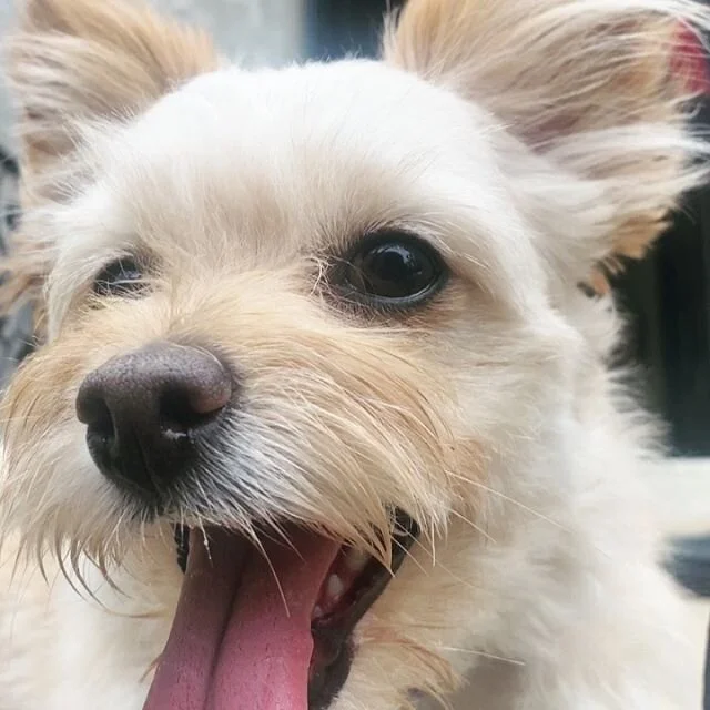 joey wants to thank you all for listening to compromised 20 million times 😭