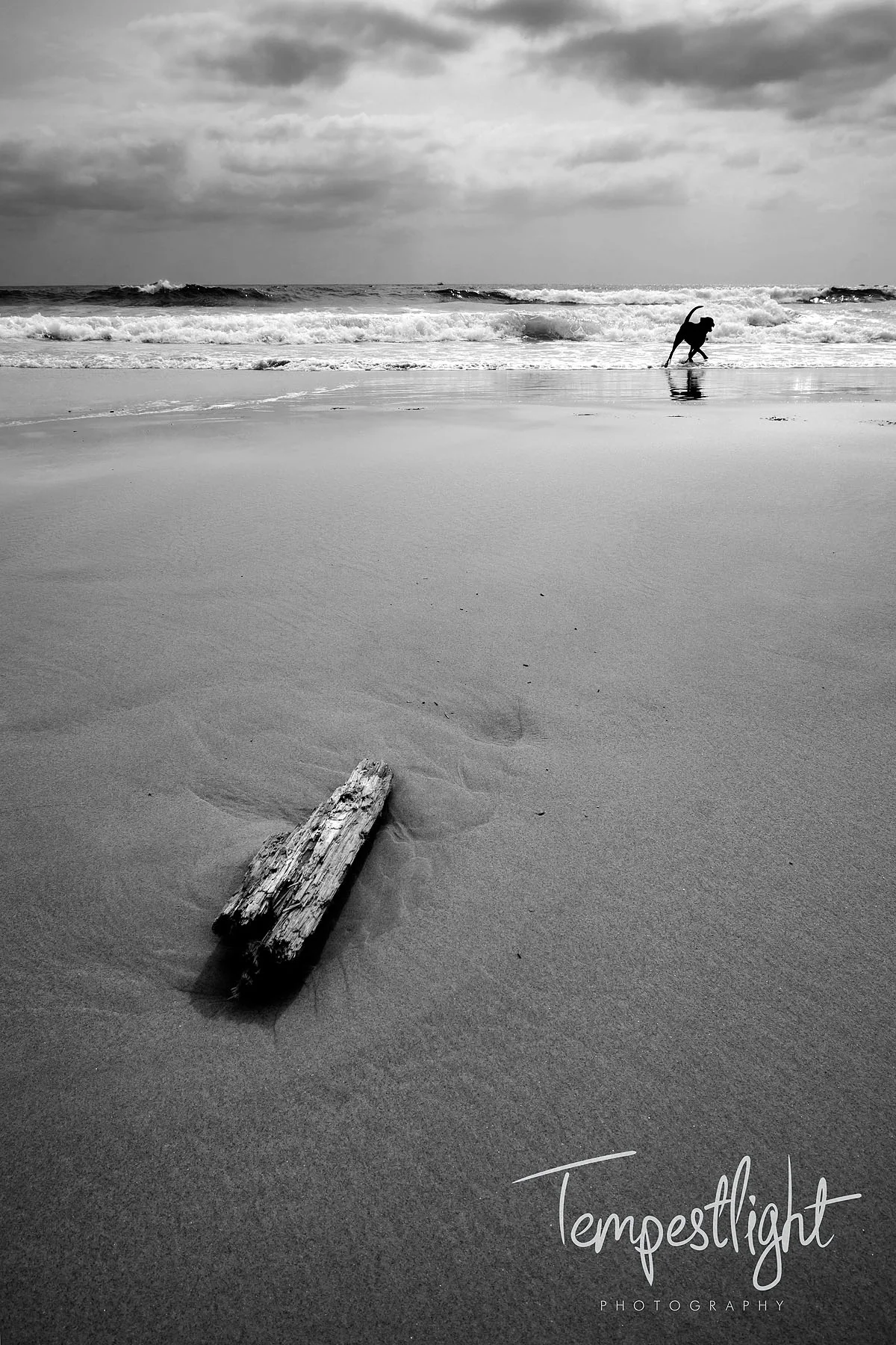 Dogwood or Dog and Log! Sony A6000 &amp; 16-50mm Lens