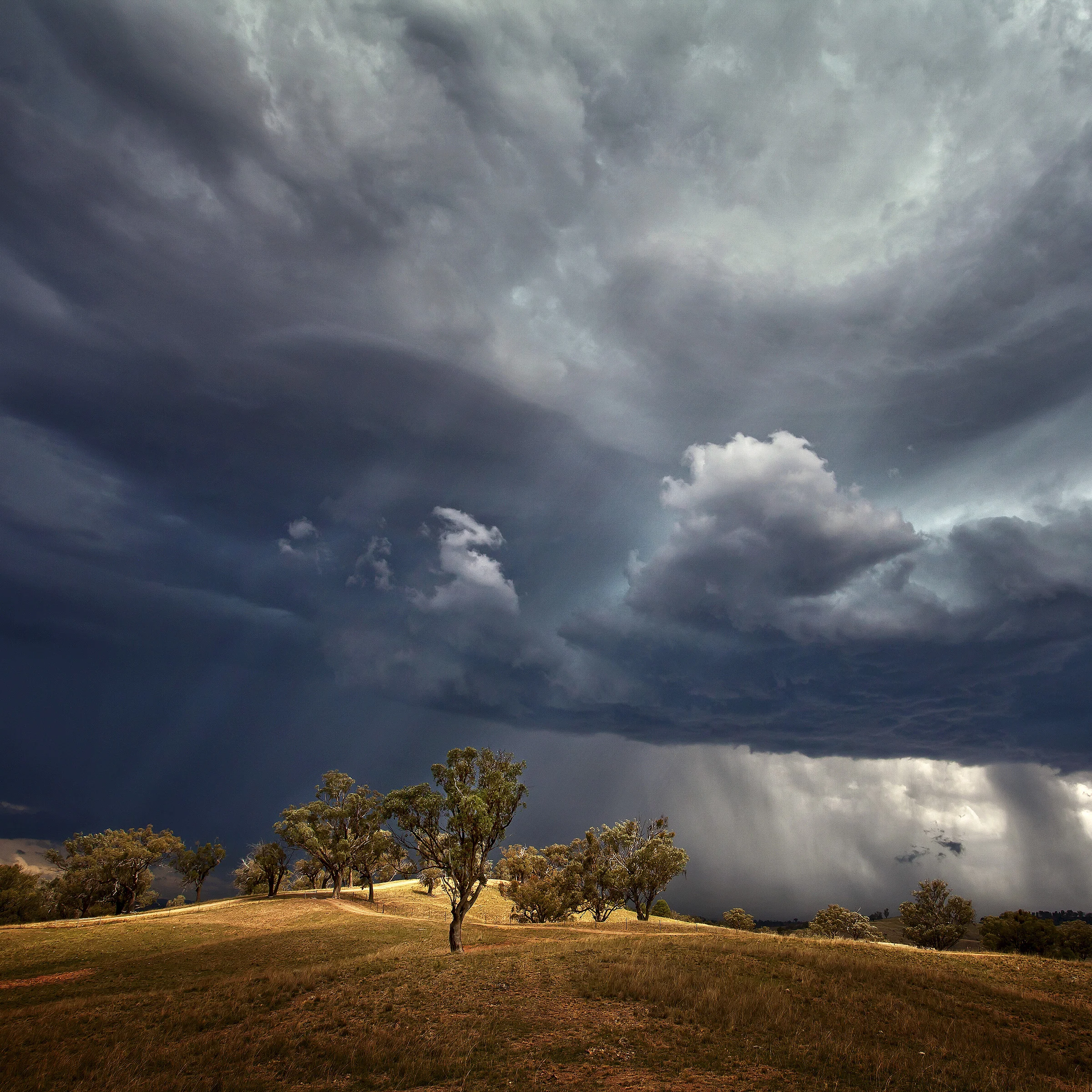 Tree And Storm.jpg