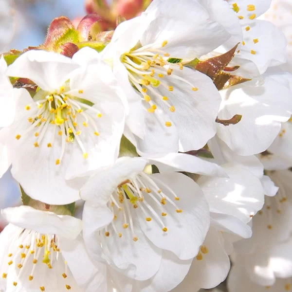 Inspiración floral.jpg