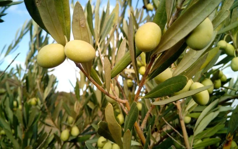 El-olivo-características-fruto-cultivo-cuidado-Árbol-planta.jpg