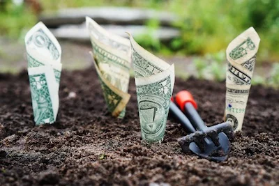 money garden.jpeg