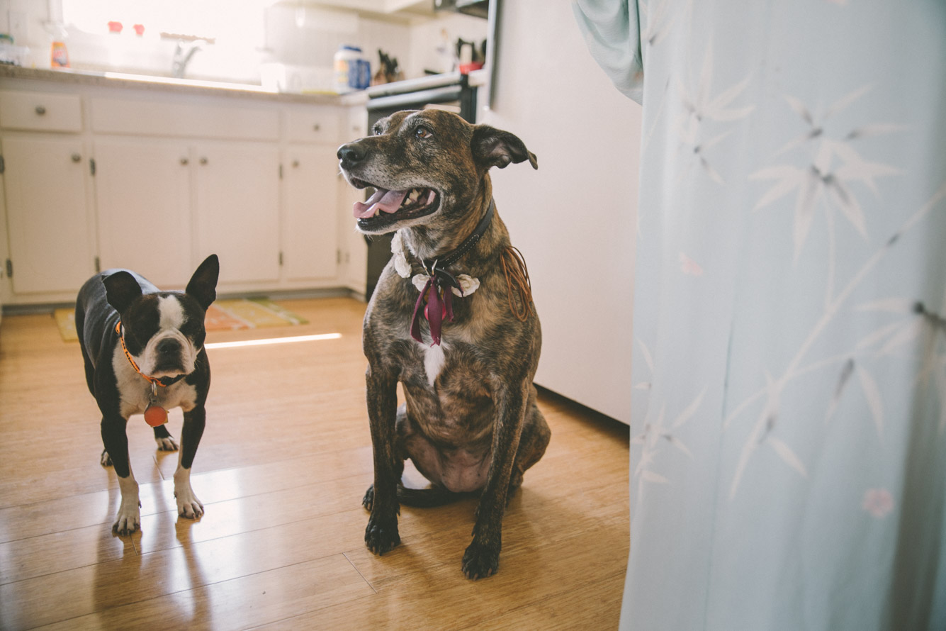dogs of the bride.jpg