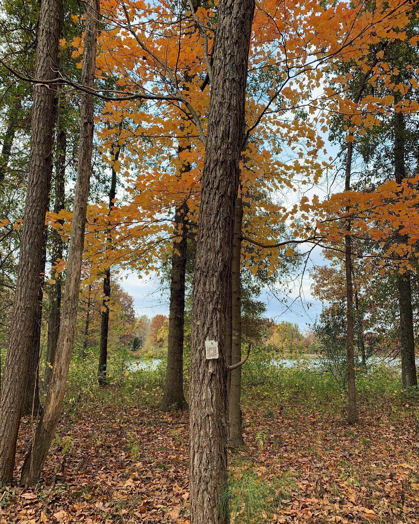 When technology and nature collide 🌳📱🏃🏻&zwj;♀️