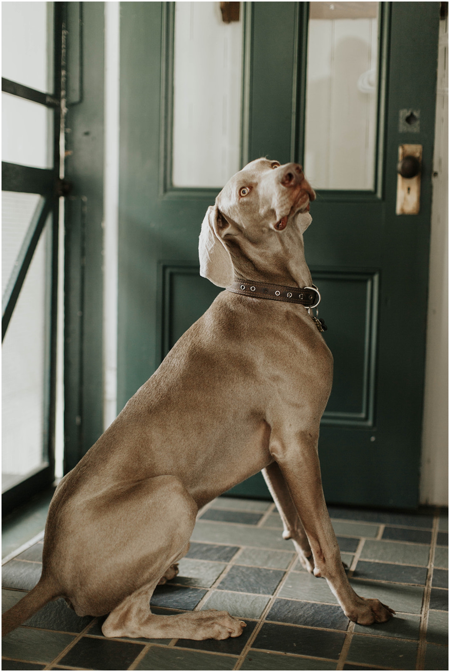  Wedding dog posing 