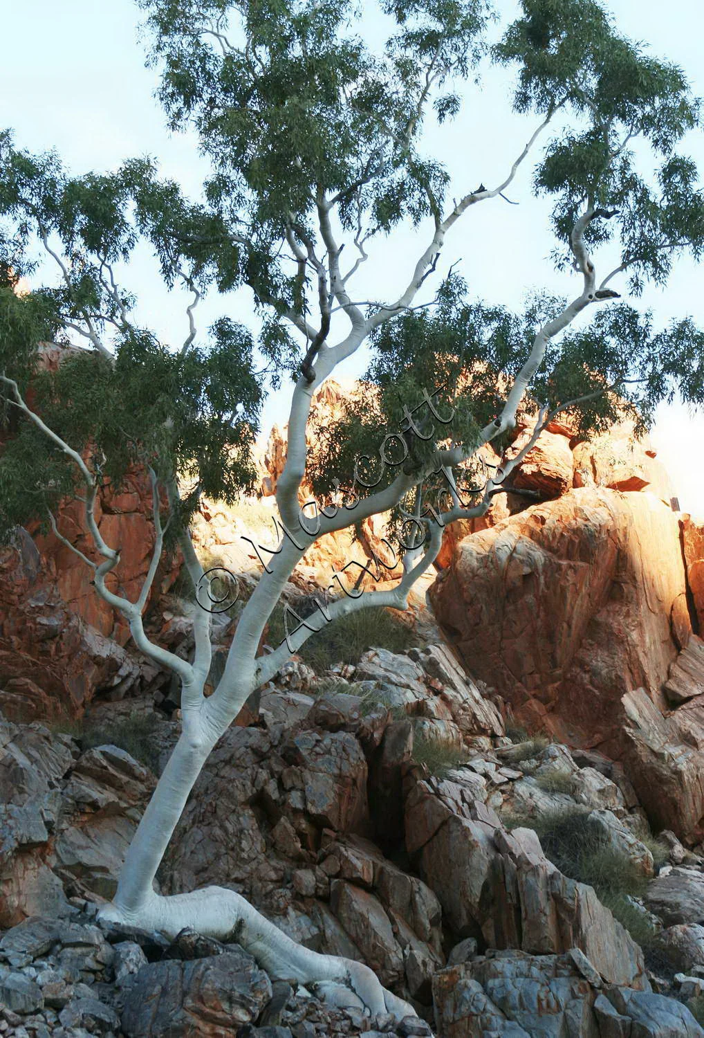 Figure in the landscape