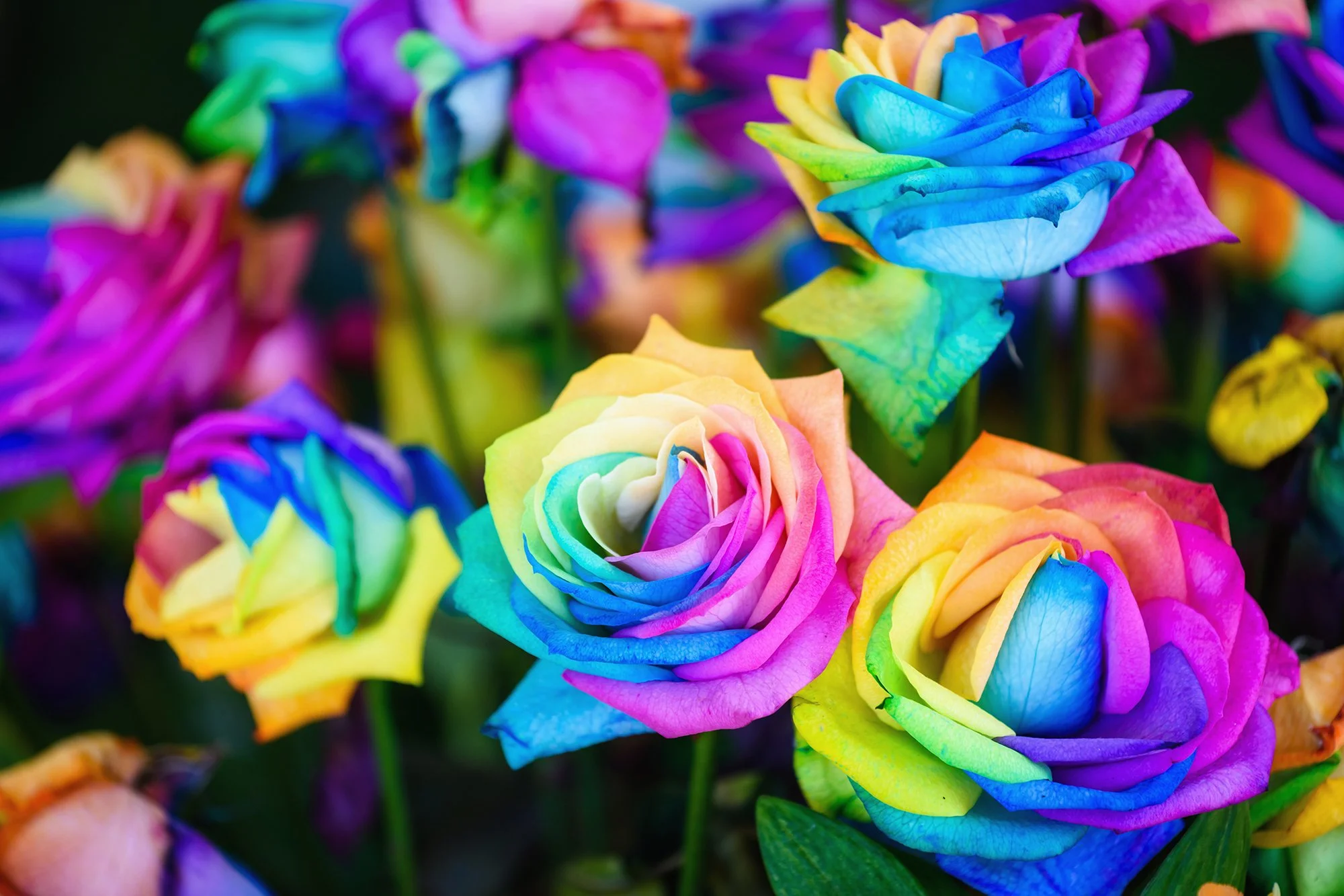 floral-background-colorful.jpg