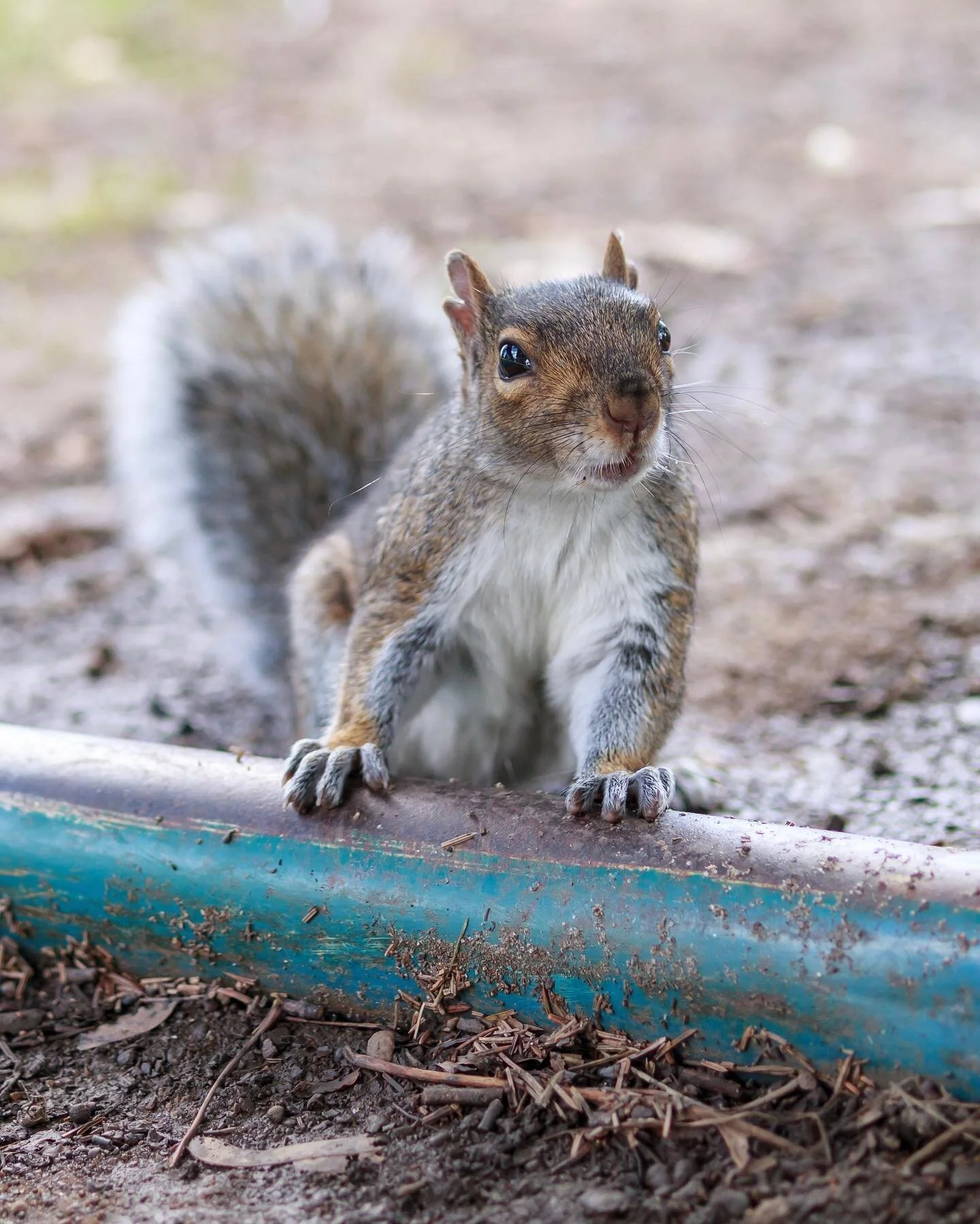 I didn&rsquo;t realize that squirrels had such big claws. 😂 Just me? 
-
-
-
-
-
-
#squirrel #squirrels #montrealphotographer #torontophotographer