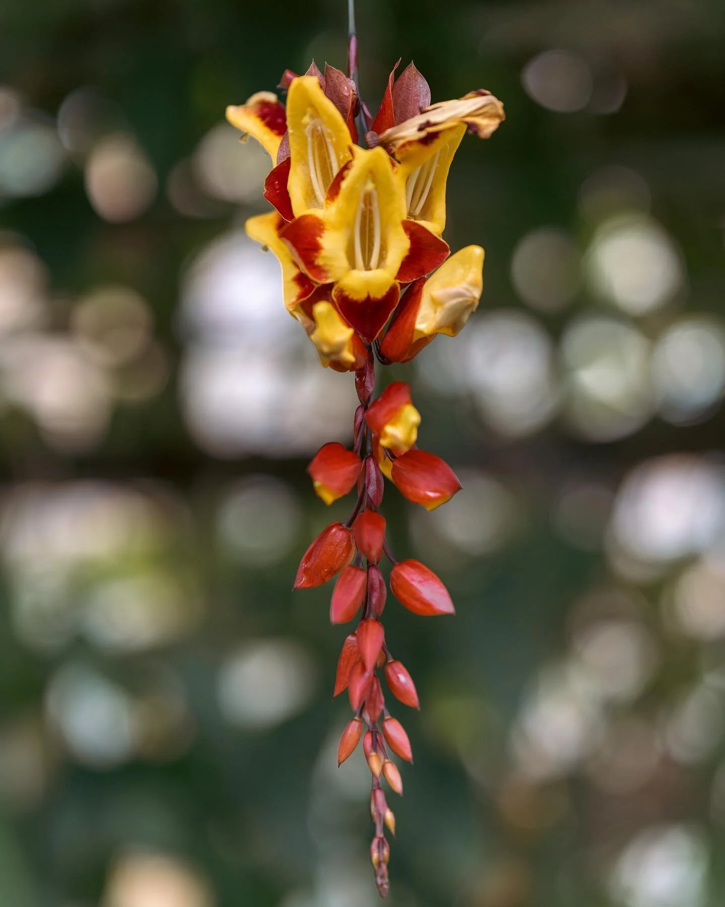 These photos I recently took at the botanical garden bring so much serotonin. Anyone else tired of this cold weather and excited for the weather to finally warm up soon? 🙋🏻&zwj;♀️ 
-
-
-
-
-
#montrealphotographer #torontophotographer #botanicalgard