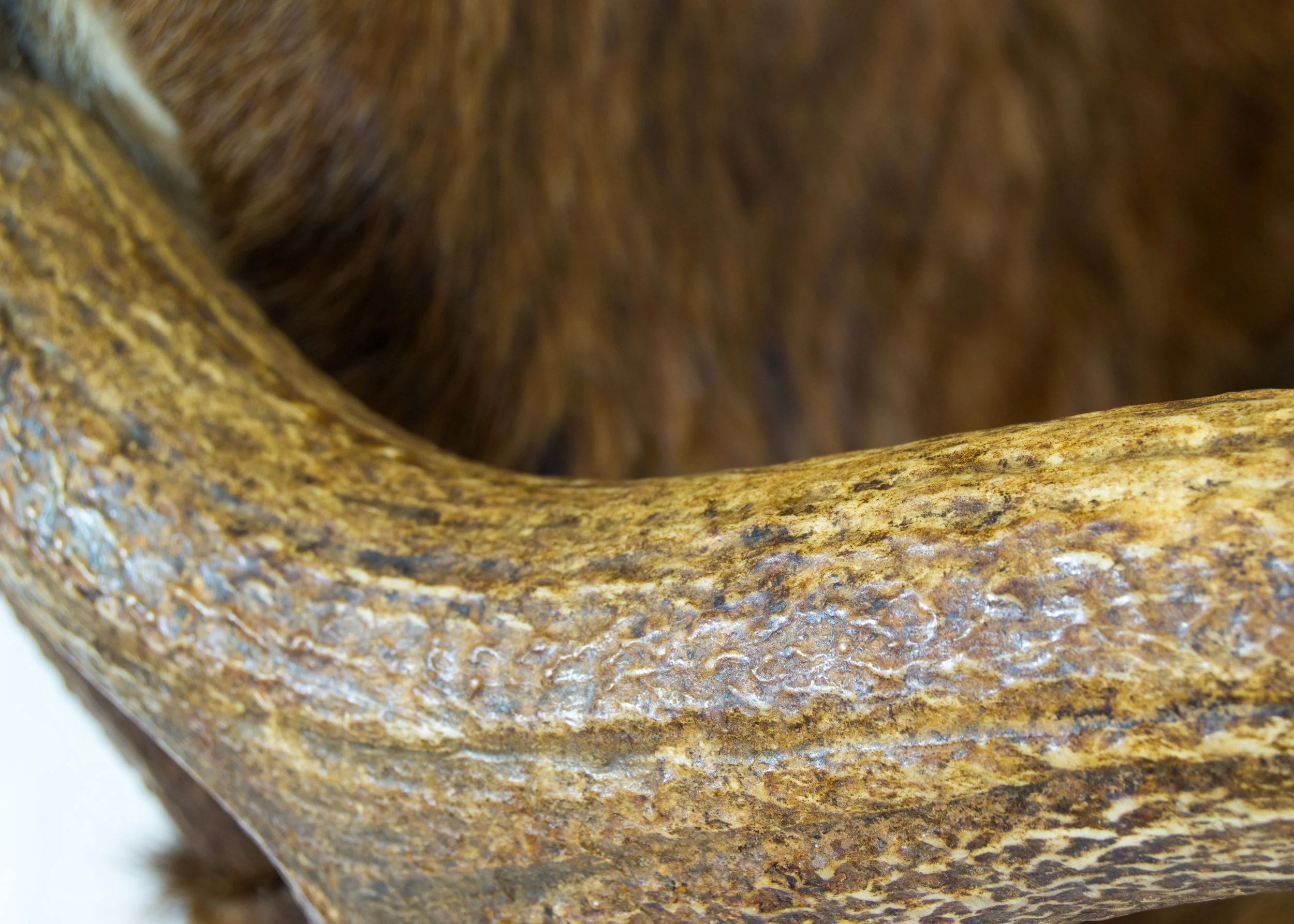 Detail 5.jpg