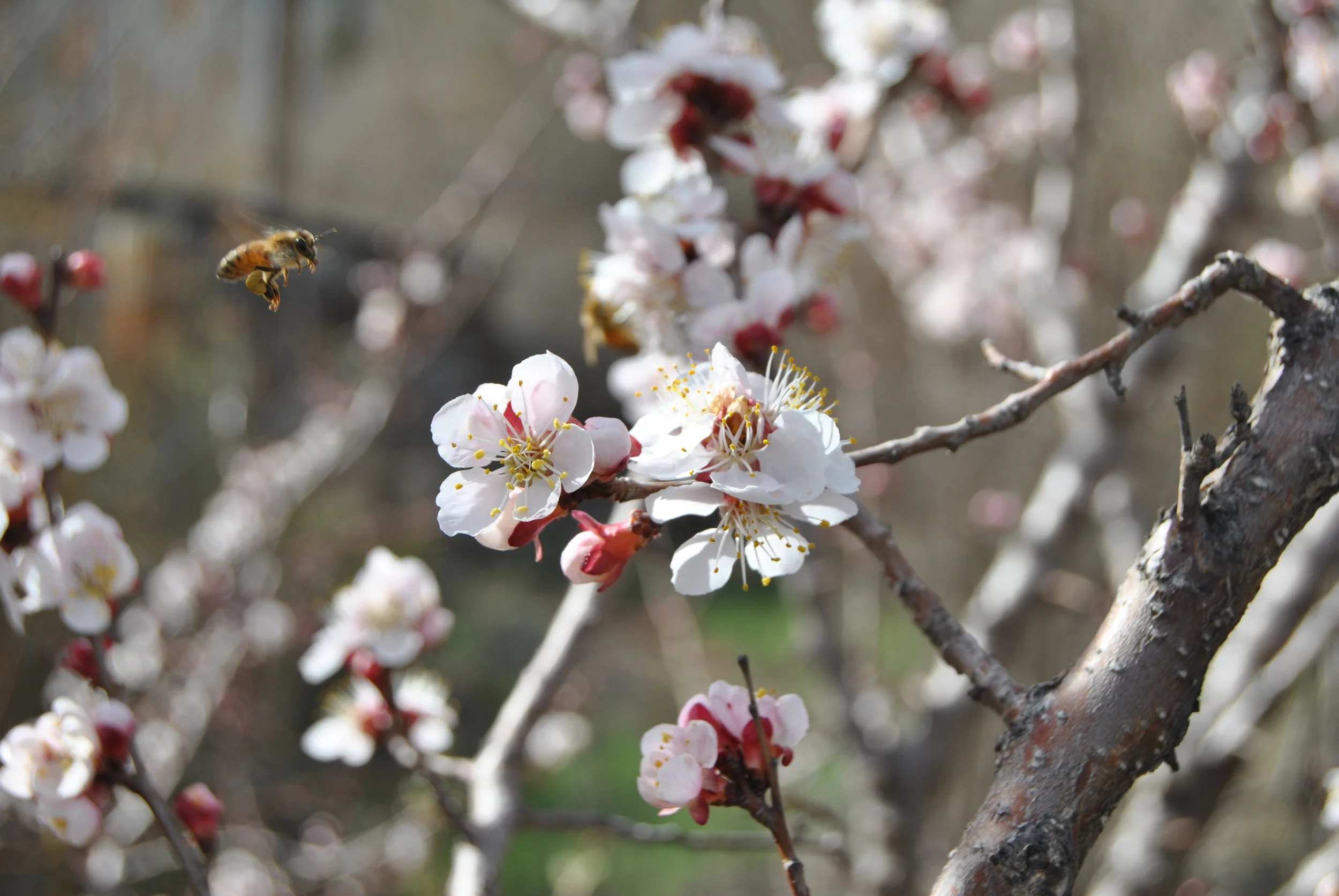 APRICOT BLOSSOMS A honey bee on its way to collect some sweet apricot nectar. 