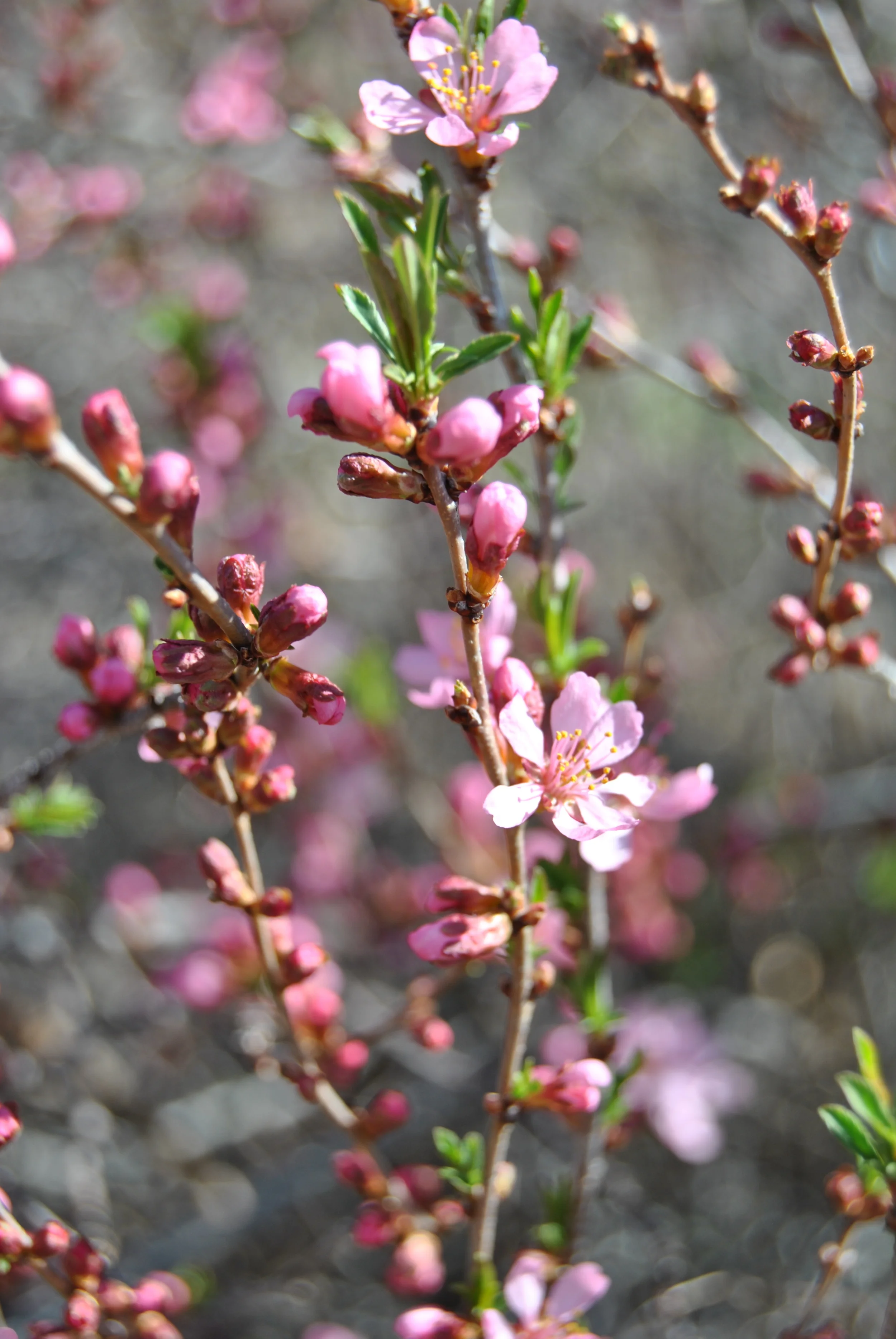 ??? Can anyone tell us what this little beauty is? Very small flowers on a 4' shrub.