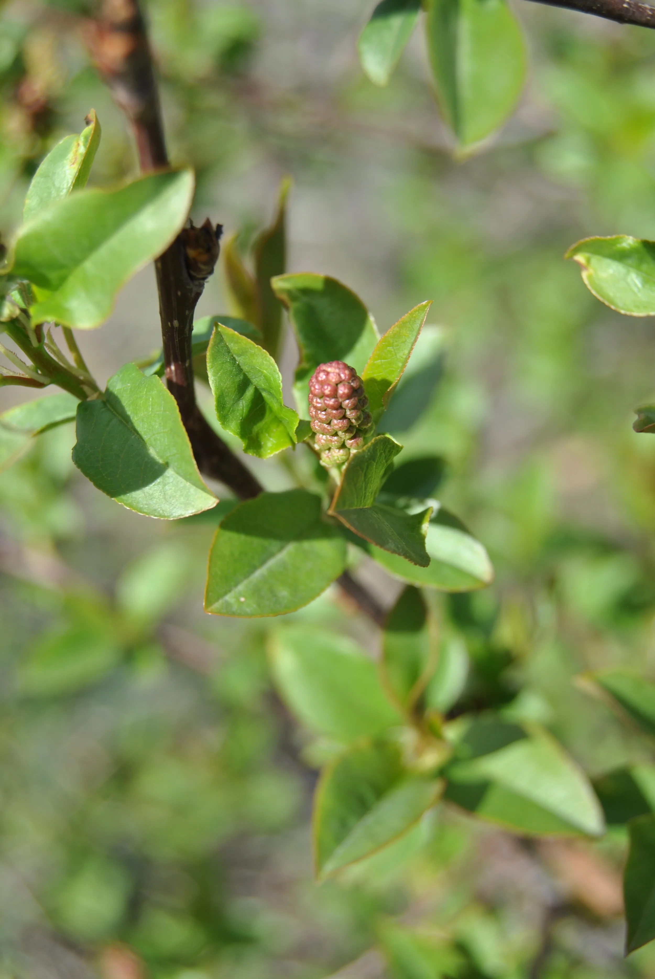 CHOKE CHERRY FLOWER BUDS! Beautiful rusted amber blushing with green foliage.
