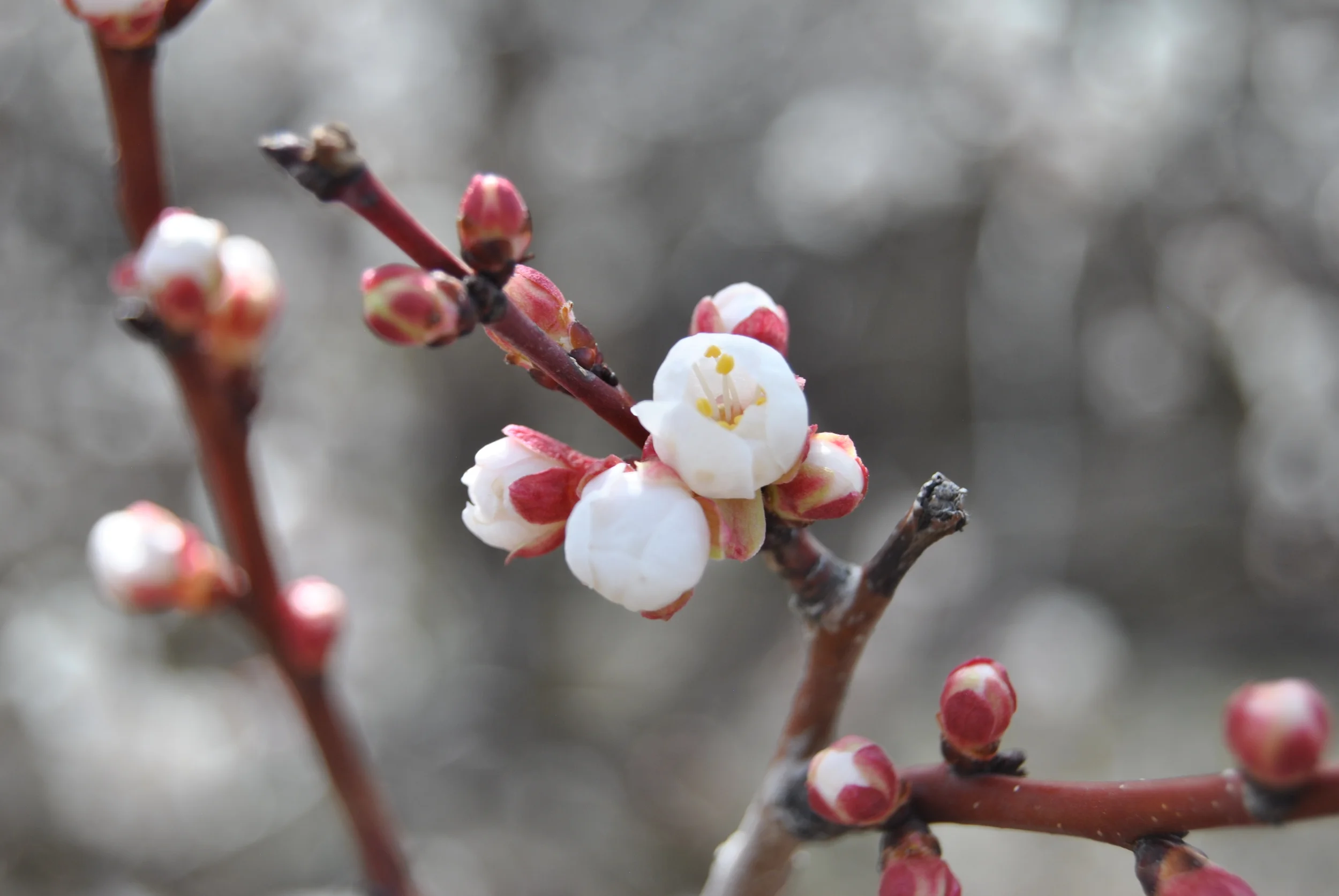 WHAT'S BLOOMING?: Spring on the Rio Grande Trail