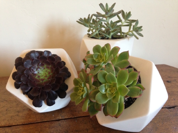Living table centerpeices to be displayed for the season at an Aspen restaurant.