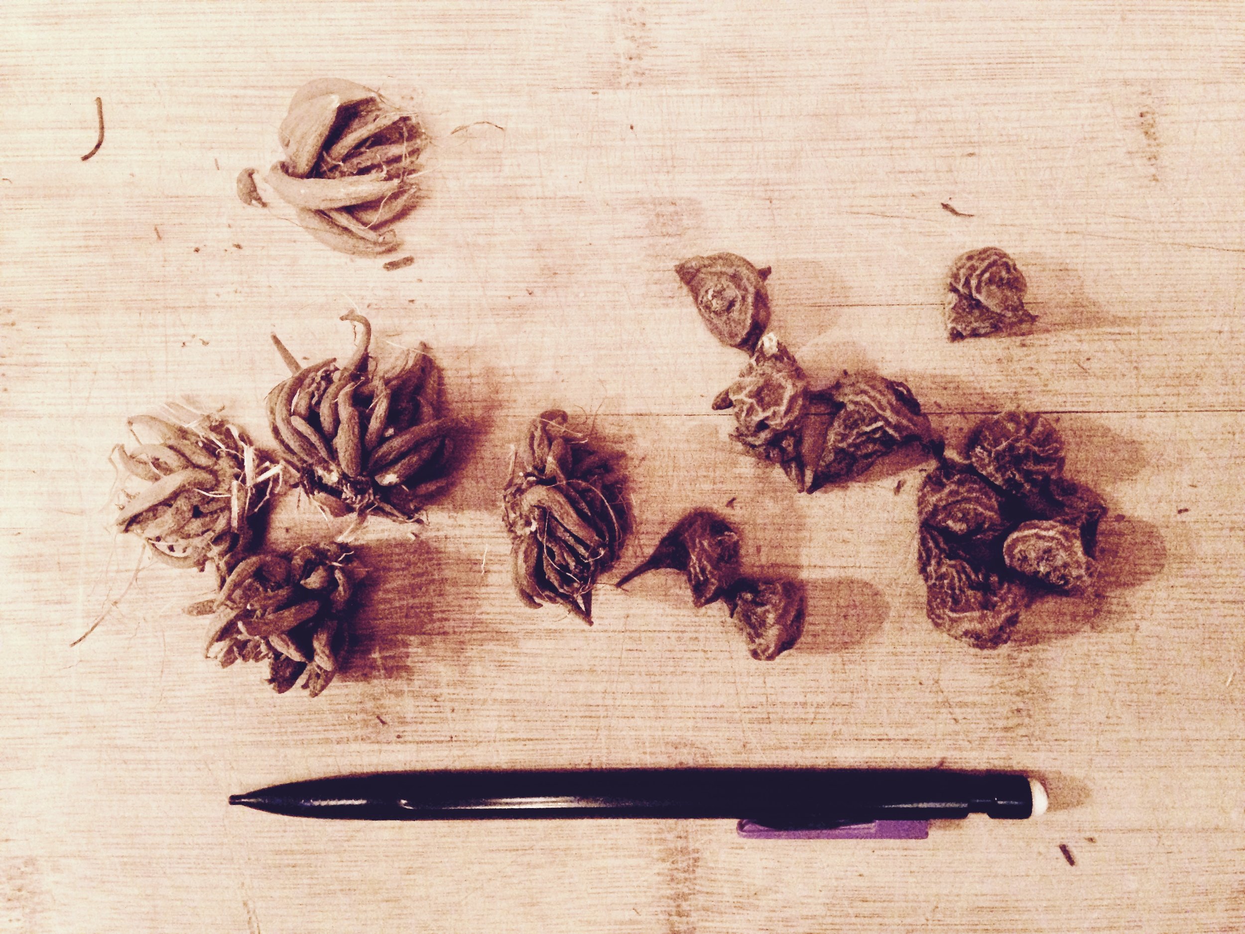 Ranunculus (left) and anemone corms (right) before being planted.