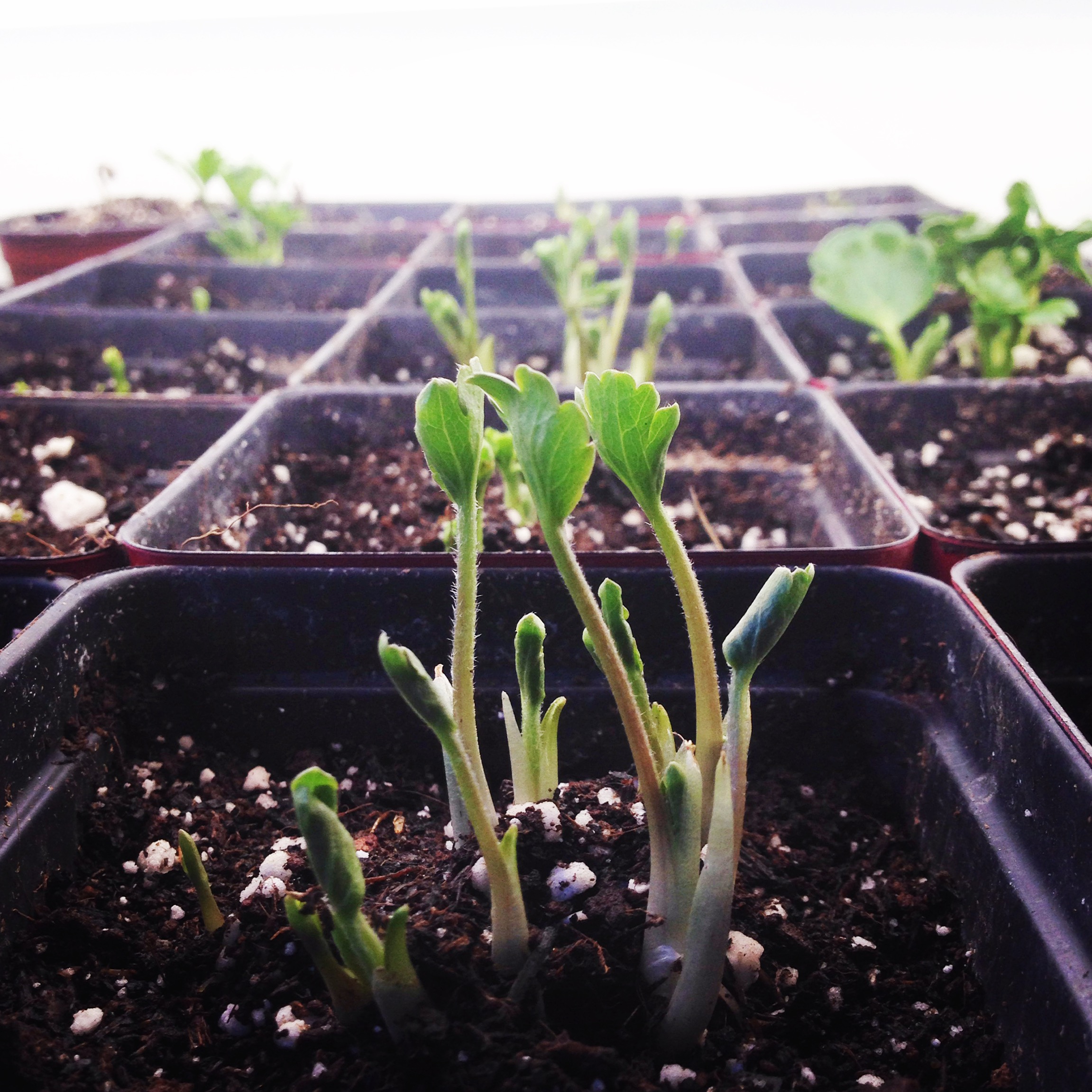 2017 MWFC Farm Crops