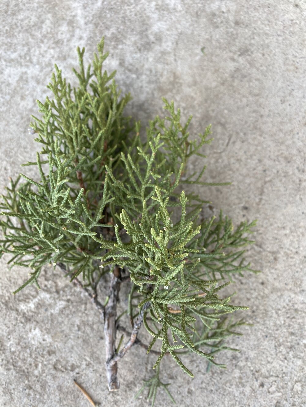 Oneseed Juniper