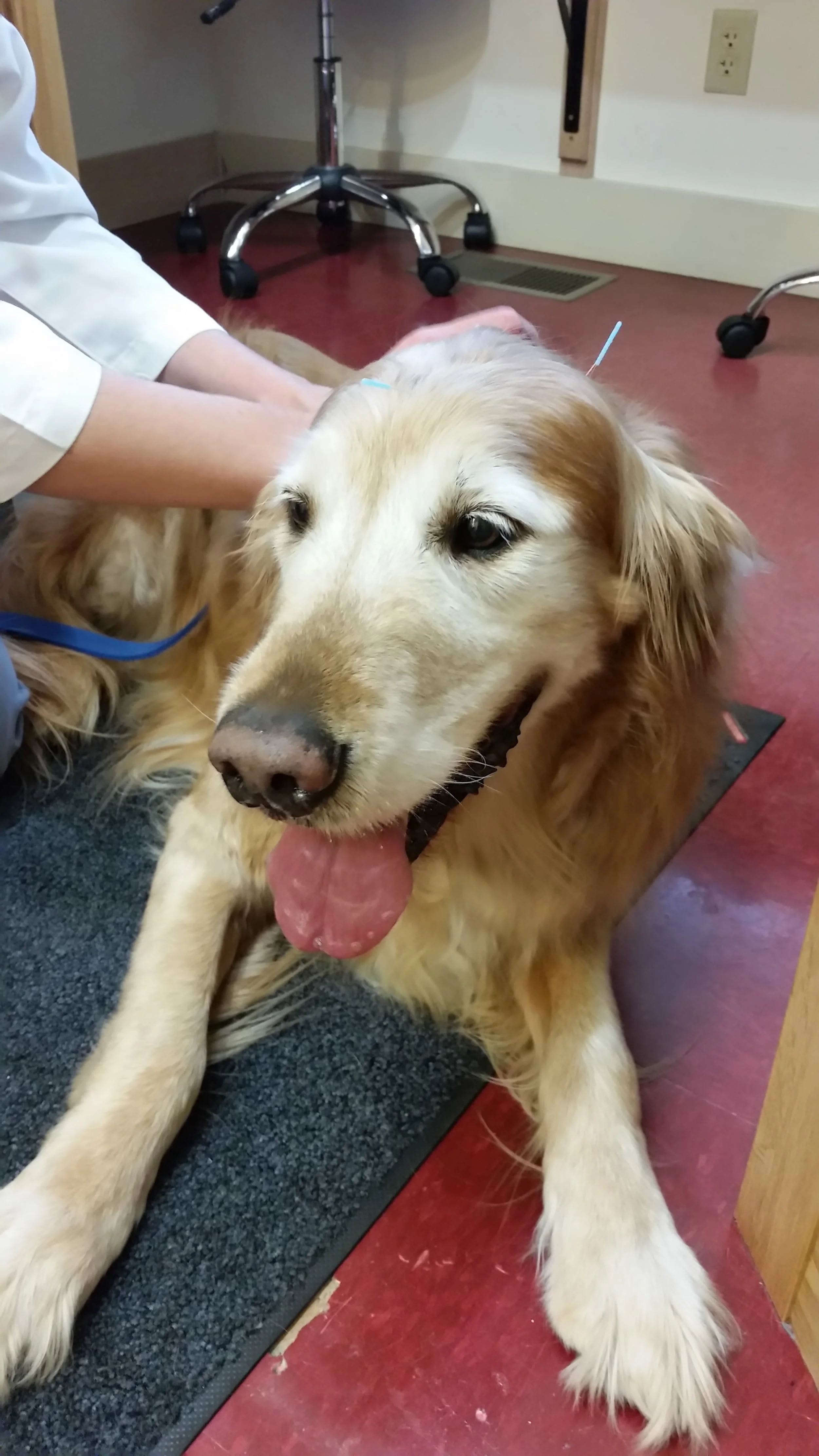 Veterinary Acupuncture