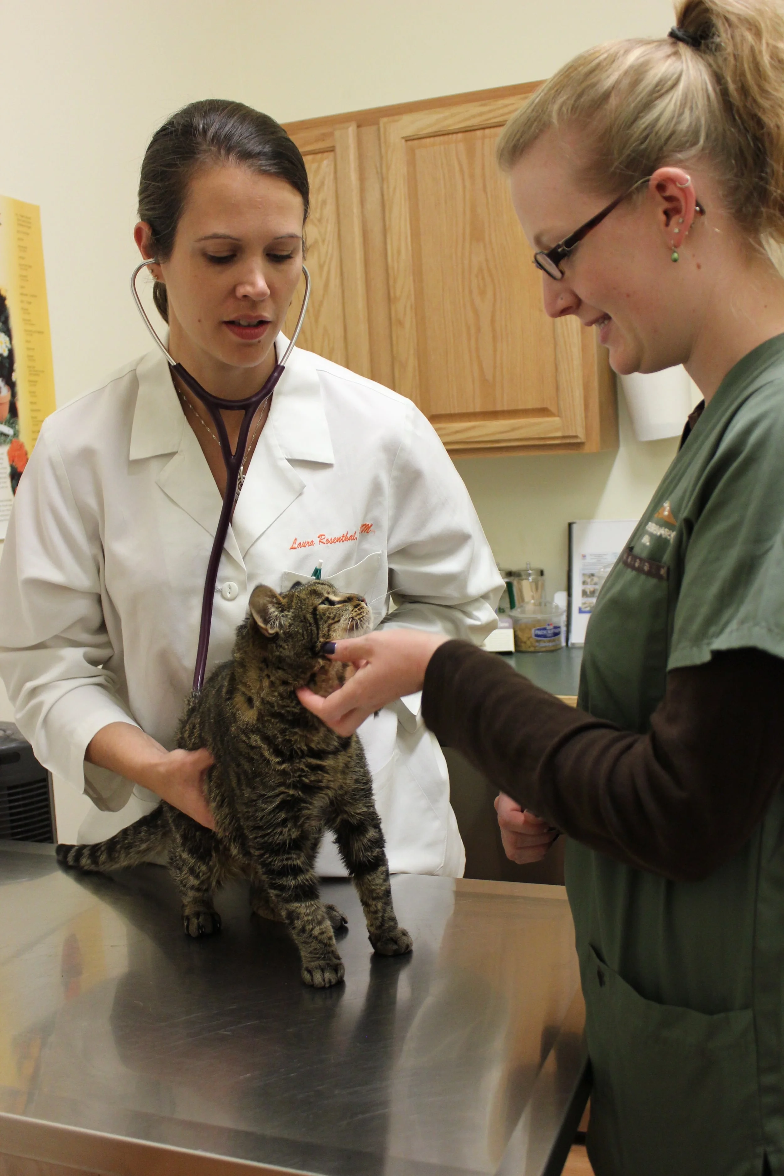 Feline Veterinarian