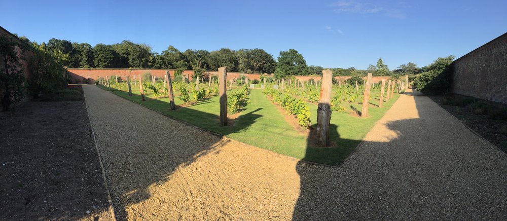 The walled garden vineyard