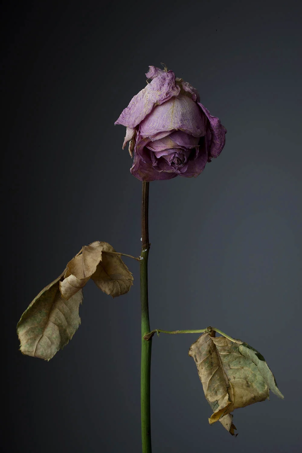 rose.jpg