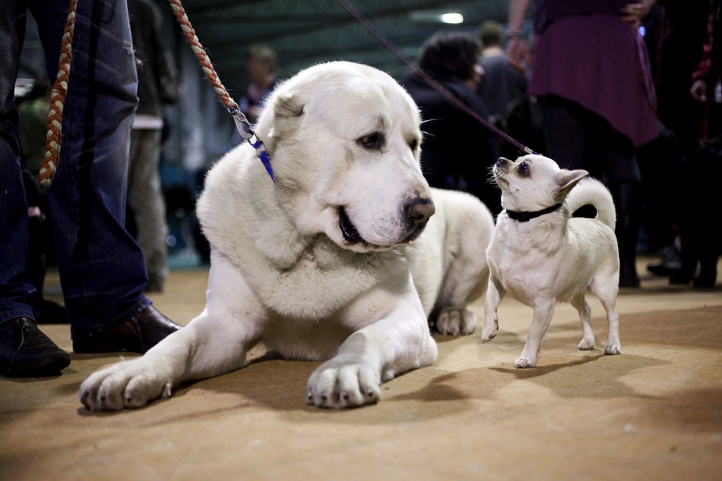 HUND03kompr.jpg