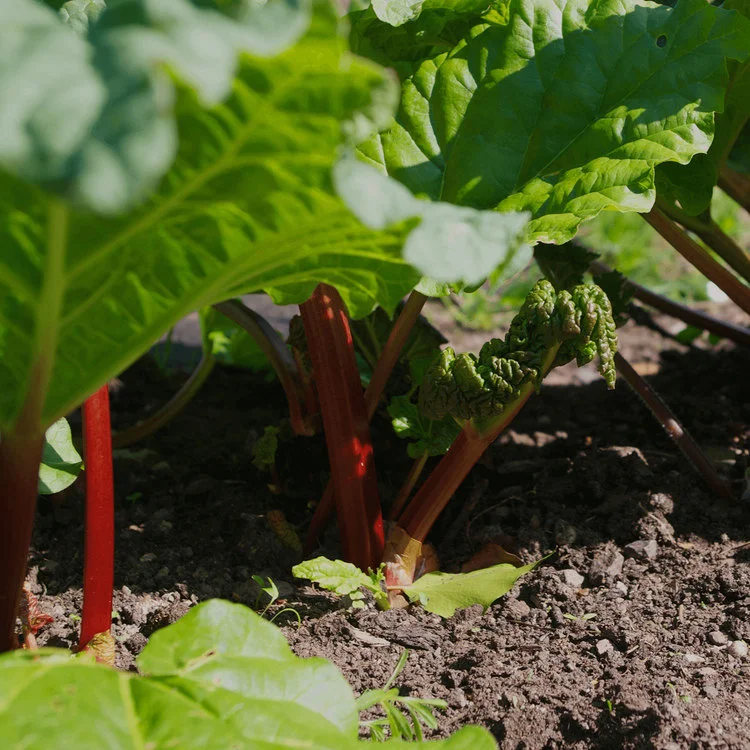 Start with rhubarb.