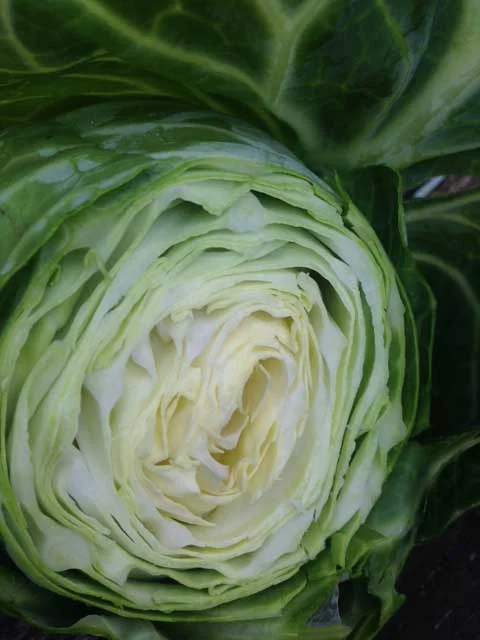 Cut-cabbage.jpg