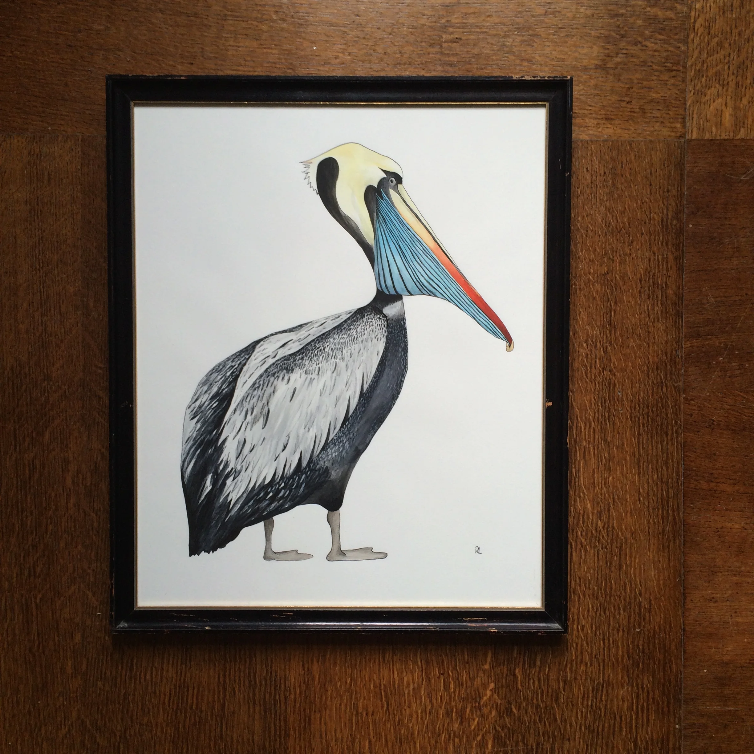 Peruvian Pelican 