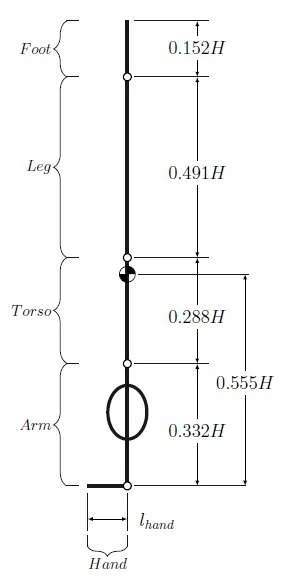 Figure 2. Segment lengths of the body relative to body height H. The aggregate center of mass of the body is located at 0.555H.