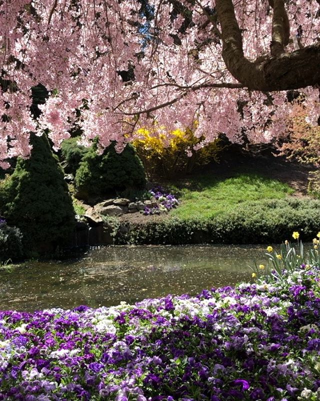 More from @tuliptopgardens ..🌷🌷🌷 @rossgardentours .. check out more in my stories ...
.
.
.
 #tulips #spring #blossomseason #flowers #color #colorscapes #gardengoals #gardenvisit @visitnsw #gardenphotography #naturesbeauty #gardentourism