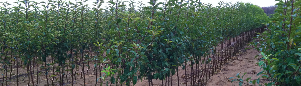 Hilltop Fruit Trees Llc Hilltop Fruit Trees Llc