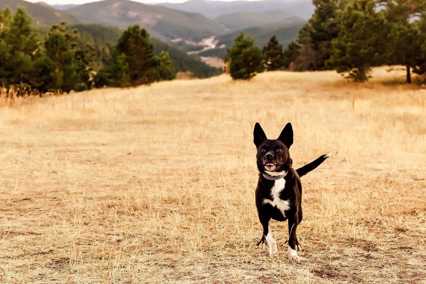 Mep TOT! Can you see it? Ivy is one of the sweetest girls I know. She is so good and stays very still for me and then when I say &ldquo;ok!&rdquo; She does her zoomies all around! I love her! She even tries to sit in my lap on the car rides up to her