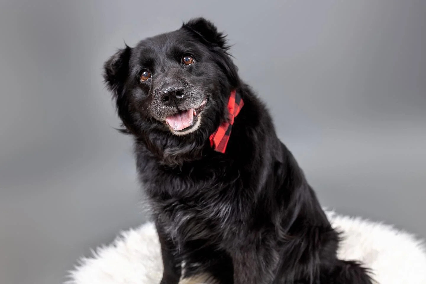 Hi! It&rsquo;s me Bear! 🐾 Sometimes my lip gets stuck on my teef. 🥰 
I have little triangle ears that are so cute and am most docile doggie! But hold on ladies, I&rsquo;m taken, and I&rsquo;ll soon be a big brother to a human baby! 
If you want to 