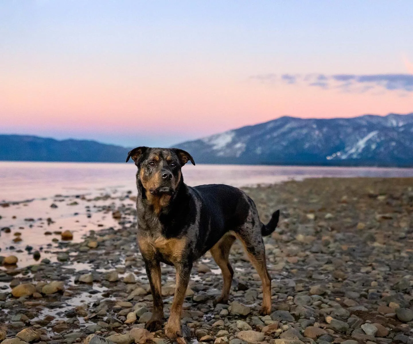 Isn&rsquo;t she gorgeous? This is Juno! She has the most soulful eyes and sweet demeanor. 💜 I could&rsquo;ve snuggled all day. 

#laketahoedogs #coloradodogphotographer #cottoncandysky