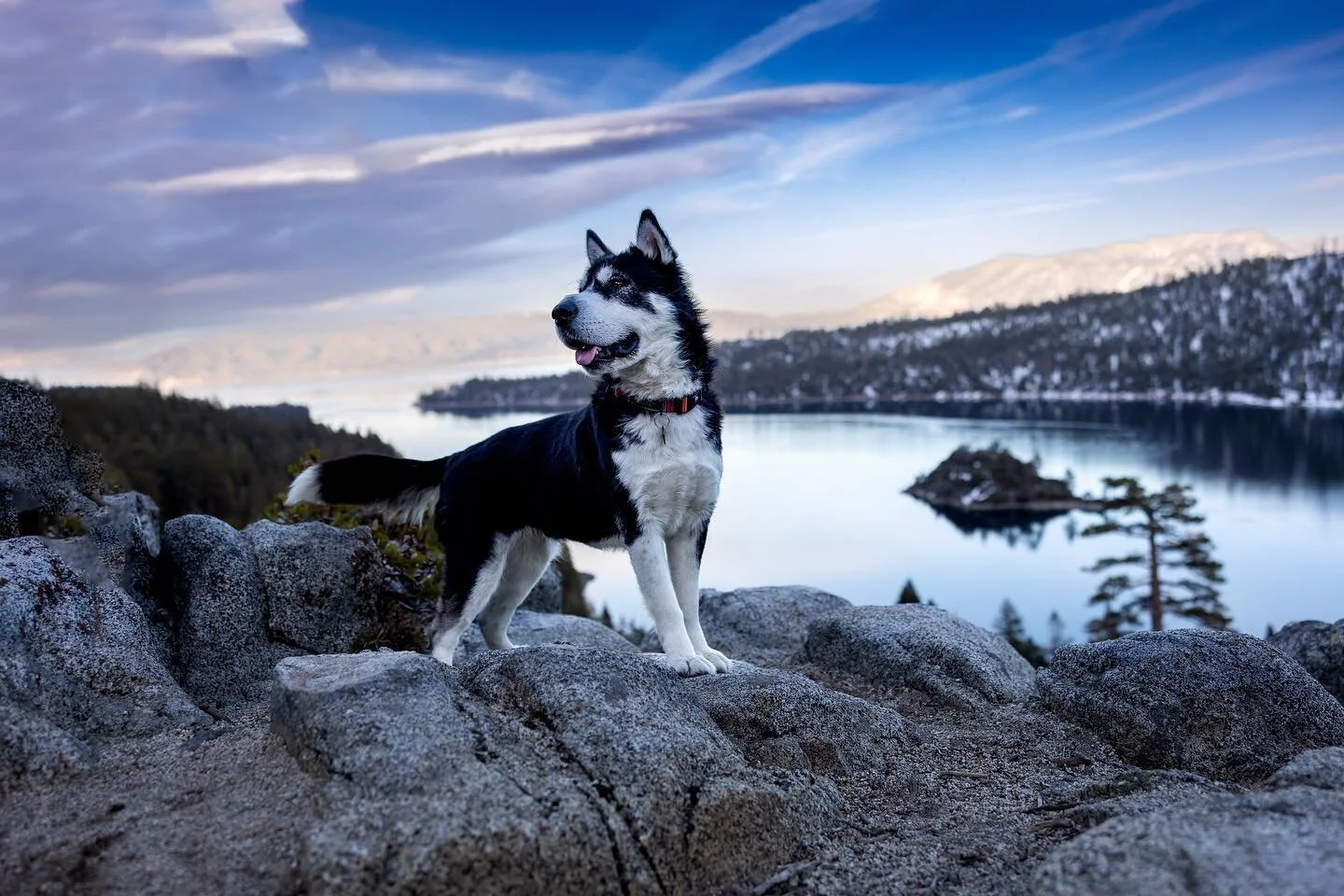 Long over due post, better late then never! Isn&rsquo;t @tikaaniwolfdog the most gorgeous! Just a face you can squish all day! The most gentle pup. 🥹She is a rescue with the most heartbreaking story, check out her page for the details. 💜🏔 

&bull;