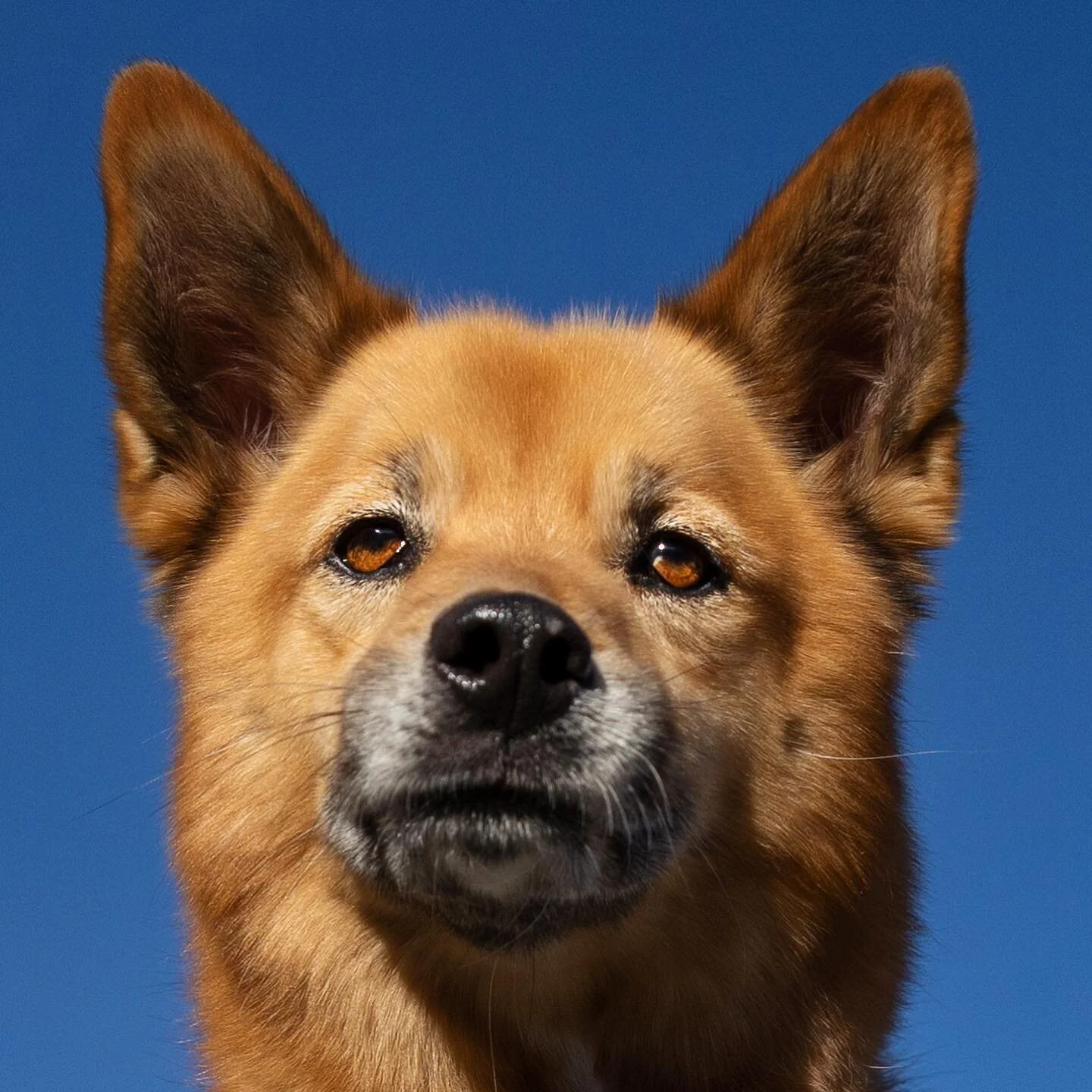 Happy wagging Wednesday! 🥰🐶 This is @missfarrahgurll and some of my favorites for our shoot in Lake Tahoe! 

&bull;
&bull;
&bull;
&bull;
&bull;
#dogphotoshoot #dogphotos #dogphotography #denverdog #coloradodog #coloradopetphotographer #Denverpetpho